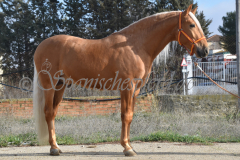 Padilhas_069