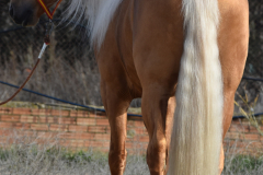 Padilhas_099