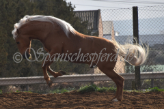 Padilhas_119