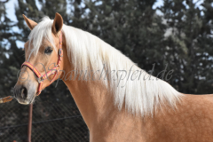 Palomino-Naranja_008