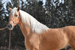 Palomino-Naranja_010