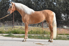 Palomino-Naranja_017