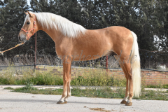 Palomino-Naranja_019
