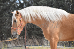 Palomino-Naranja_027