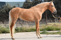 Palomino-Naranja_044