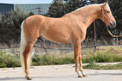 Palomino-Naranja_045