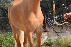 Palomino-Naranja_064