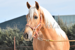 Palomino-Naranja_065