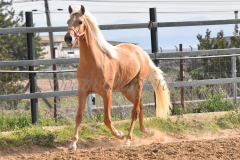 Palomino-Naranja_085