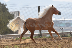 Palomino-Naranja_108
