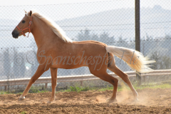 Palomino-Naranja_115