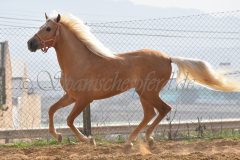 Palomino-Naranja_119
