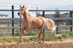 Palomino-Naranja_128