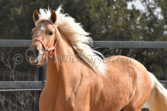 Palomino-Naranja_131
