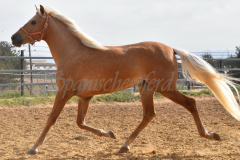 Palomino-Naranja_138