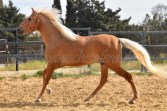 Palomino-Naranja_144