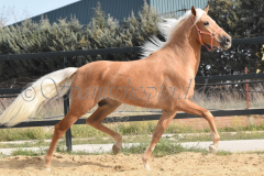 Palomino-Naranja_148