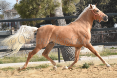 Palomino-Naranja_155