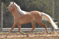 Palomino-Naranja_169