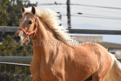 Palomino-Naranja_174