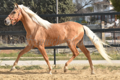 Palomino-Naranja_184