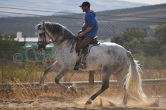 Previsto-Sol_244