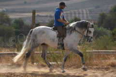 Previsto-Sol_264