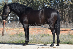 Capon-Negro-s.P._001