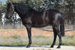 Capon-Negro-s.P._017