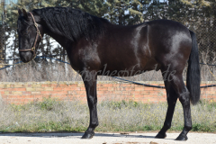 Capon-Negro-s.P._019