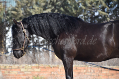 Capon-Negro-s.P._022