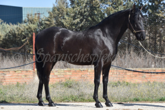 Capon-Negro-s.P._032