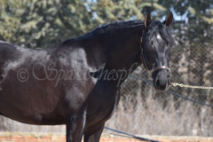 Capon-Negro-s.P._037