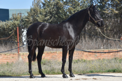 Capon-Negro-s.P._043