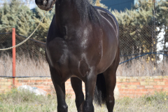 Capon-Negro-s.P._066