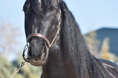 Capon-Negro-s.P._071