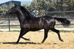 Capon-Negro-s.P._084