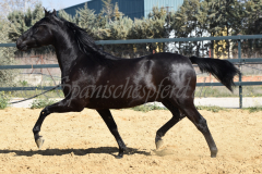 Capon-Negro-s.P._085