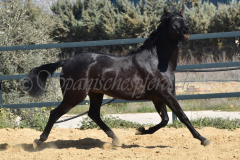 Capon-Negro-s.P._092