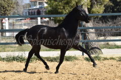Capon-Negro-s.P._100