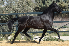 Capon-Negro-s.P._106
