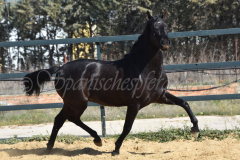 Capon-Negro-s.P._111