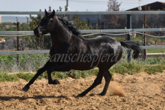 Capon-Negro-s.P._126