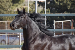 Capon-Negro-s.P._133