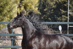 Capon-Negro-s.P._135