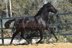 Capon-Negro-s.P._145
