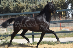Capon-Negro-s.P._150