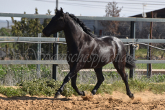 Capon-Negro-s.P._167