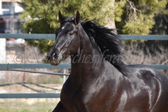 Capon-Negro-s.P._180