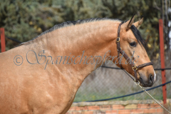 Solano_030